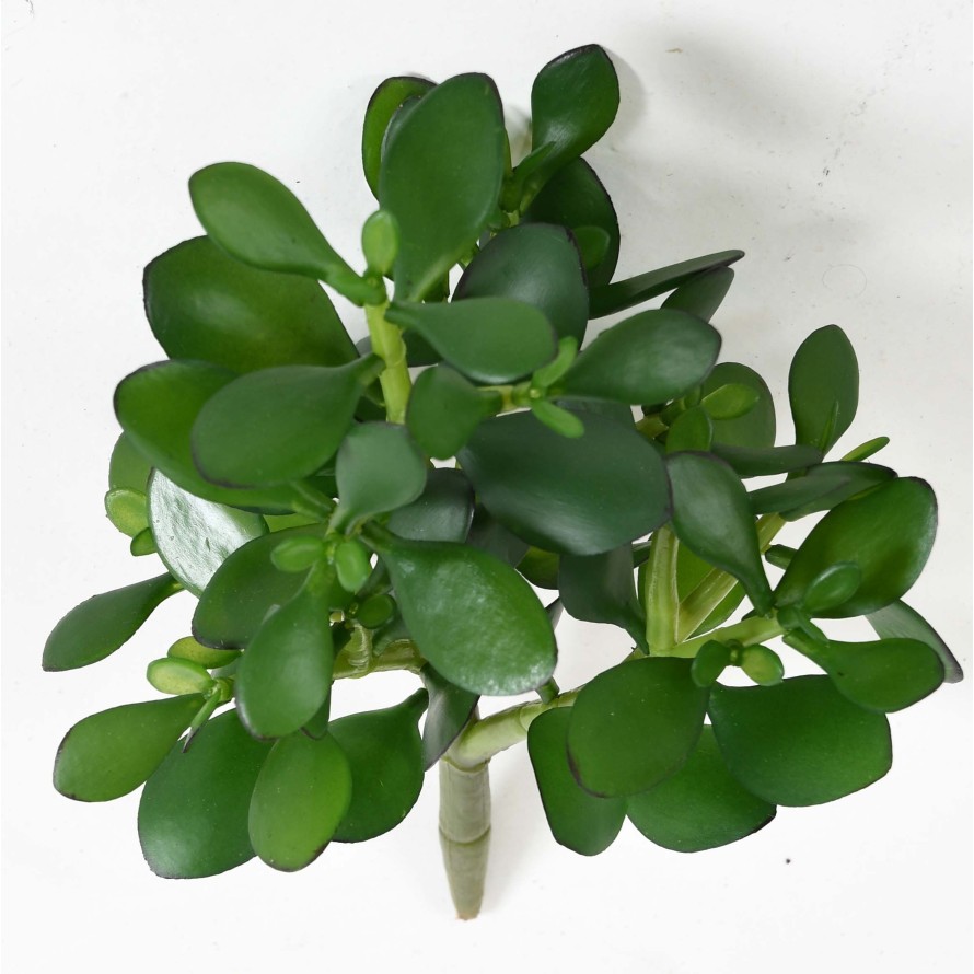 CRASSULA JADE PLANT