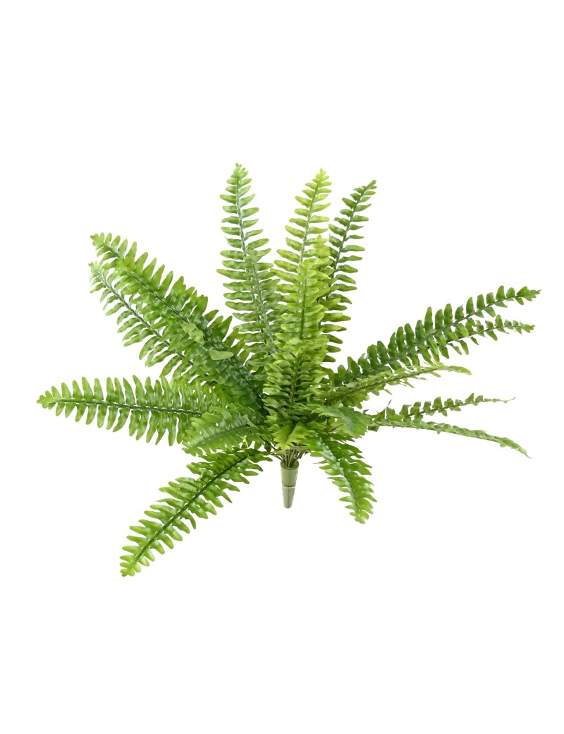 FERN (BOSTON)