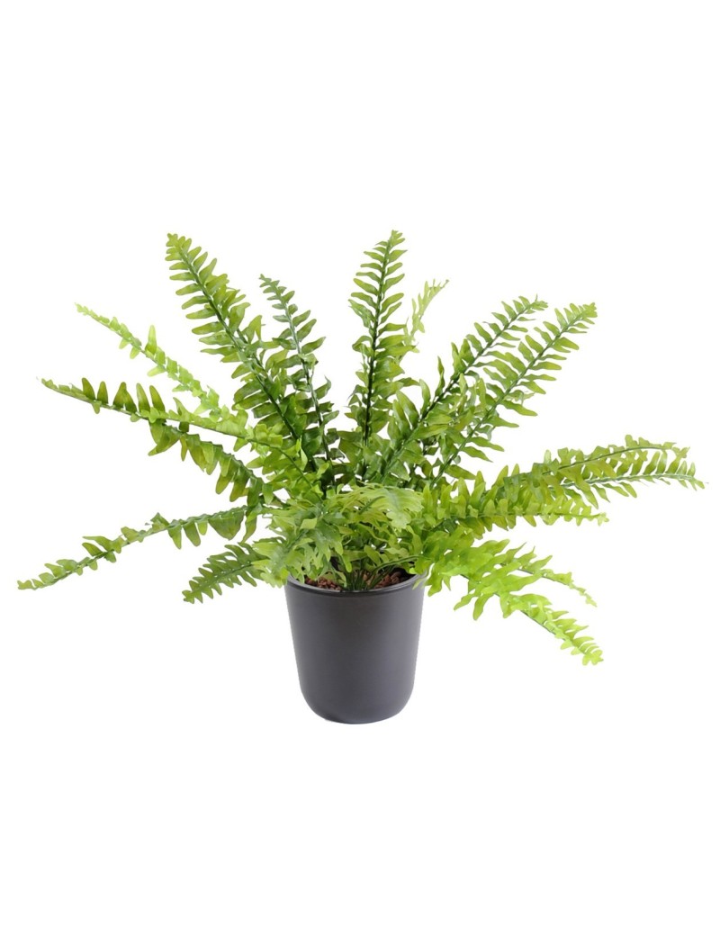 FERN (BOSTON)