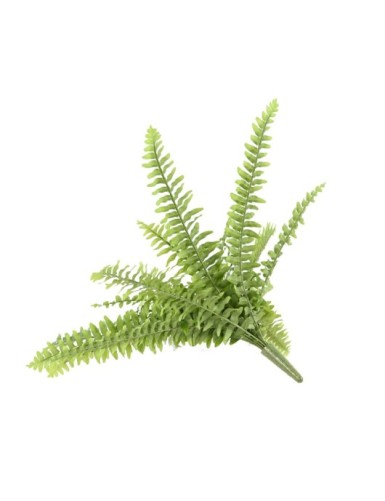 FERN (BOSTON)