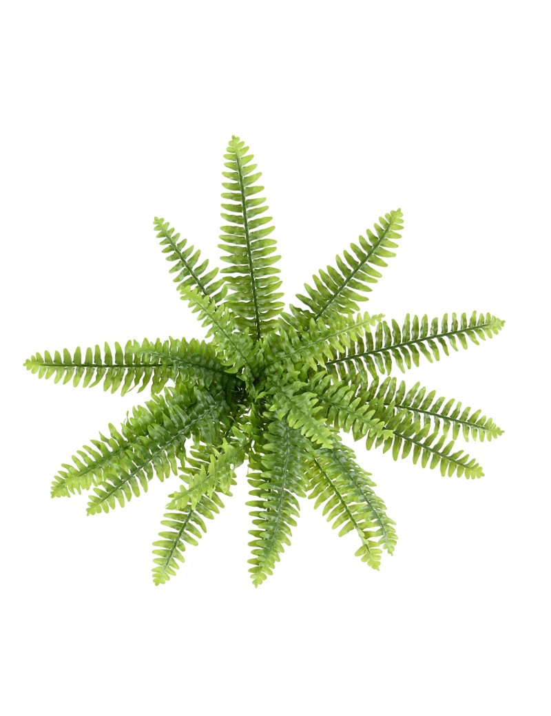 FERN (BOSTON)