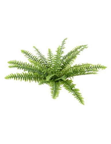 FERN (BOSTON)