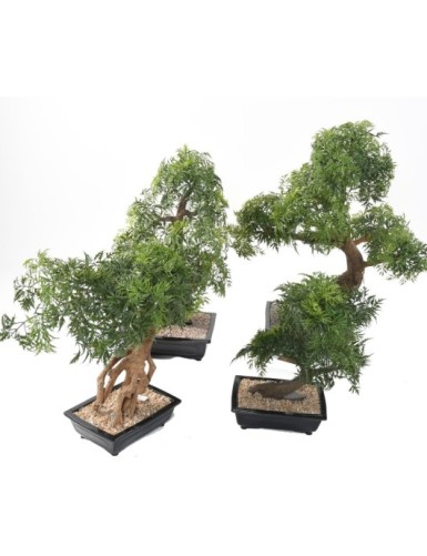BONSAI ARALIA IN SCHALE