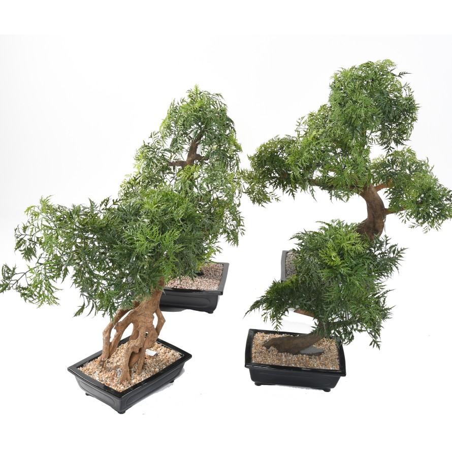 BONSAI ARALIA IN SCHALE