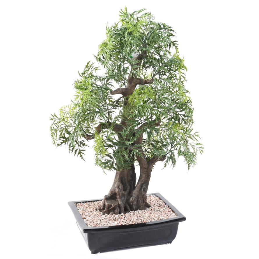 BONSAI ARALIA IN SCHALE