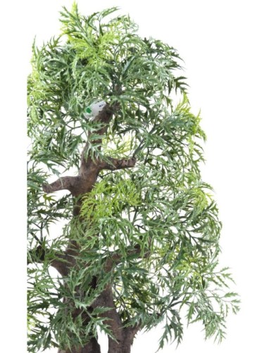 BONSAI ARALIA IN SCHALE