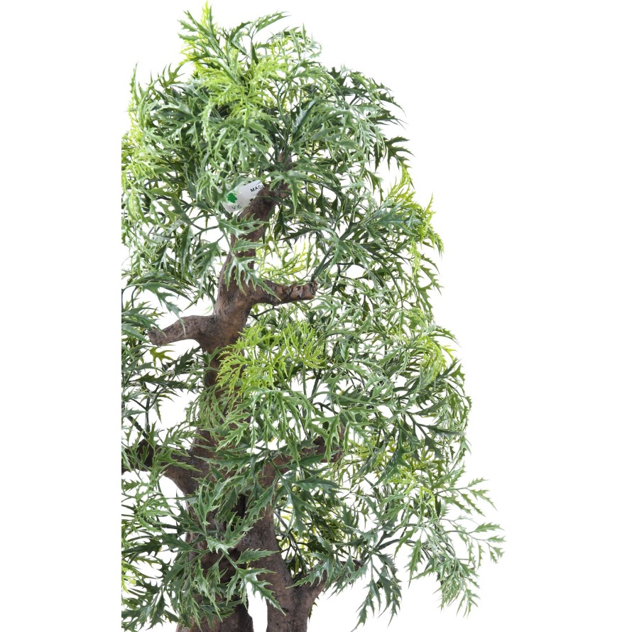 BONSAI ARALIA IN SCHALE