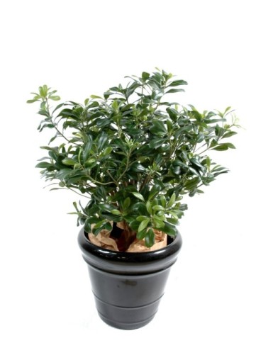 PITTOSPORUM ARBUSTO