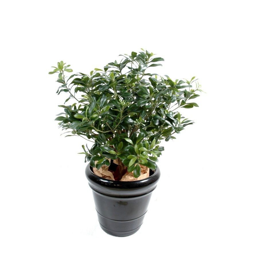 PITTOSPORUM ARBUSTO