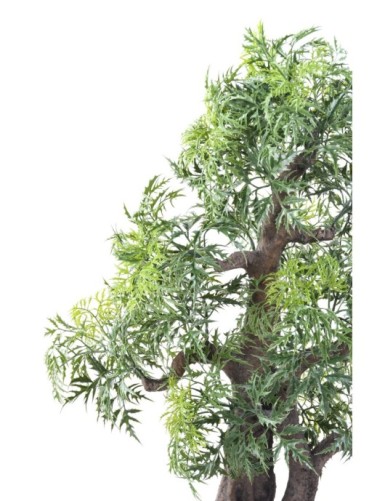 BONSAI ARALIA IN SCHALE