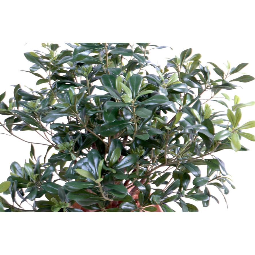 PITTOSPORUM BUSCH