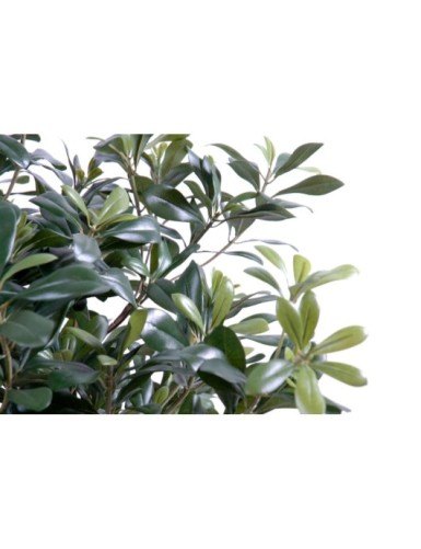 PITTOSPORUM BUSCH