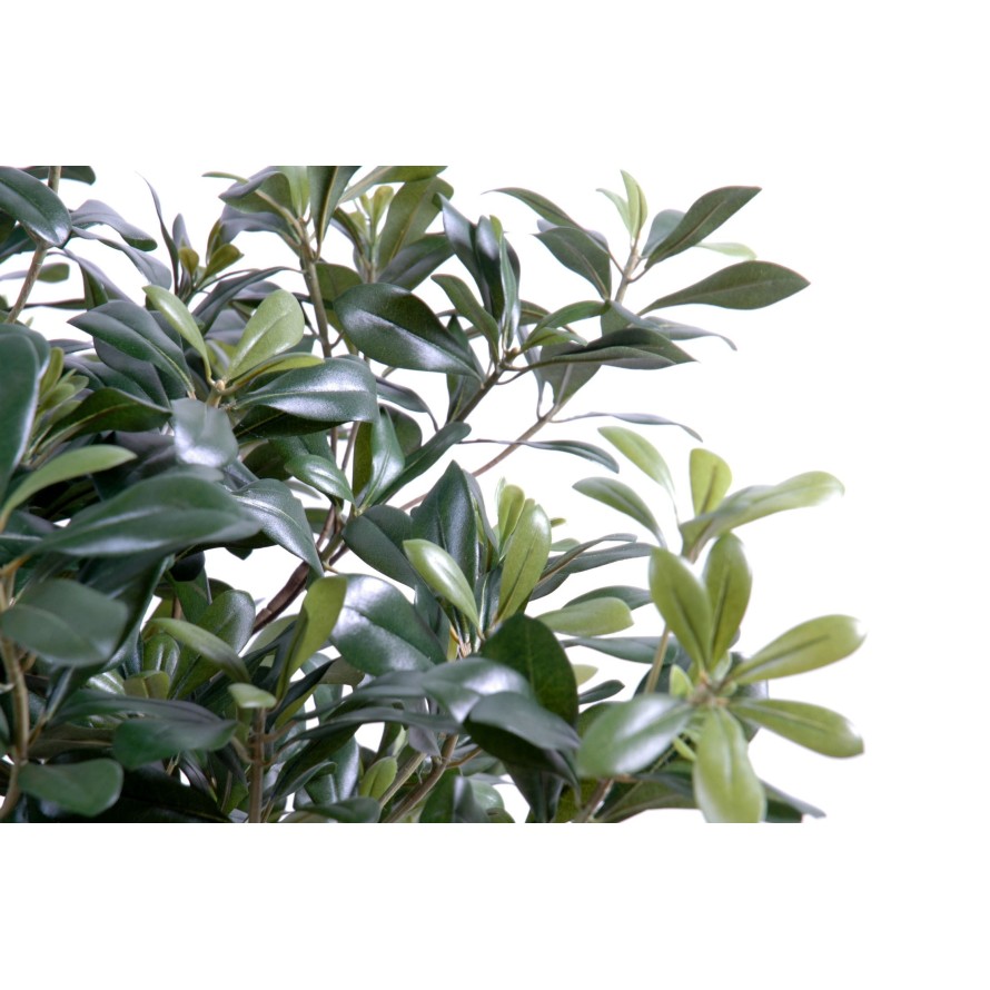 PITTOSPORUM BUSCH