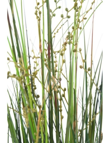 HIERBA DE CEBOLLA BERRY