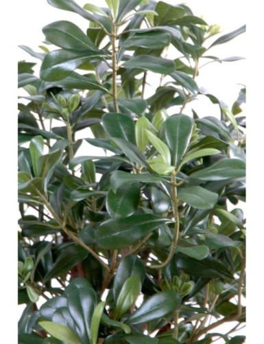 PITTOSPORUM BUSH