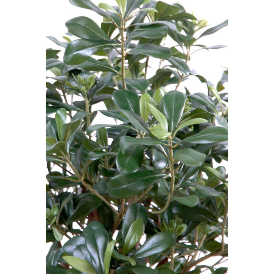 PITTOSPORUM BUSH