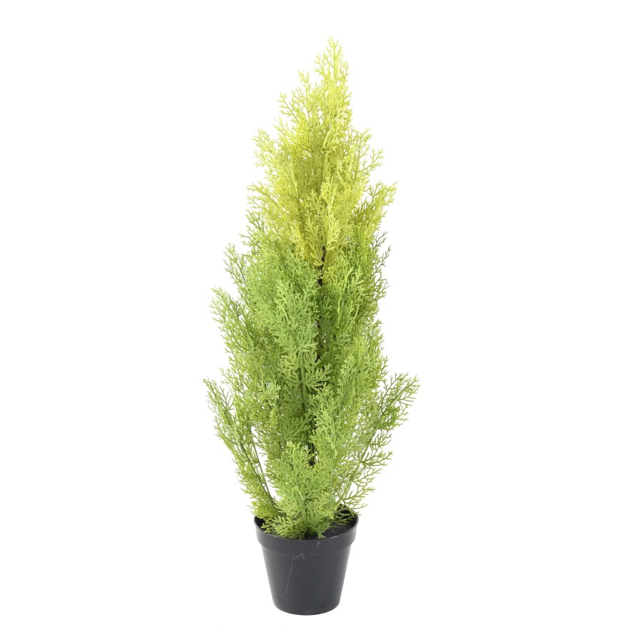 CYPRESS (juniperus vj) MINI NEW