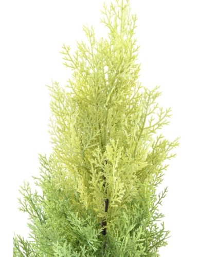 CYPRESS (juniperus vj) MINI NEW