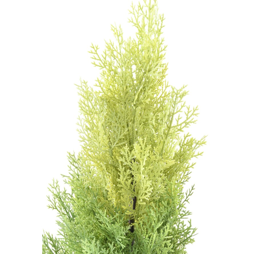 CYPRESS (juniperus vj) MINI NEW