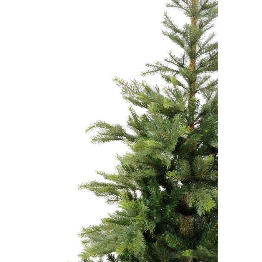 TANNE GRANDIS (Weihnachtsbaum)