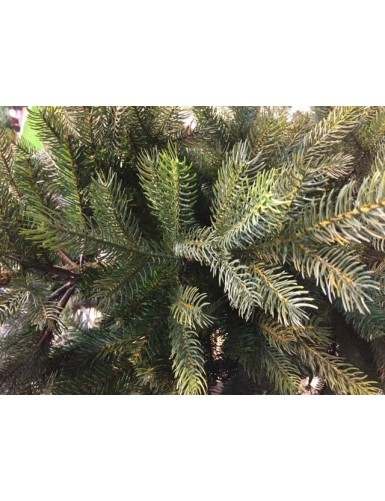 TANNE GRANDIS (Weihnachtsbaum)