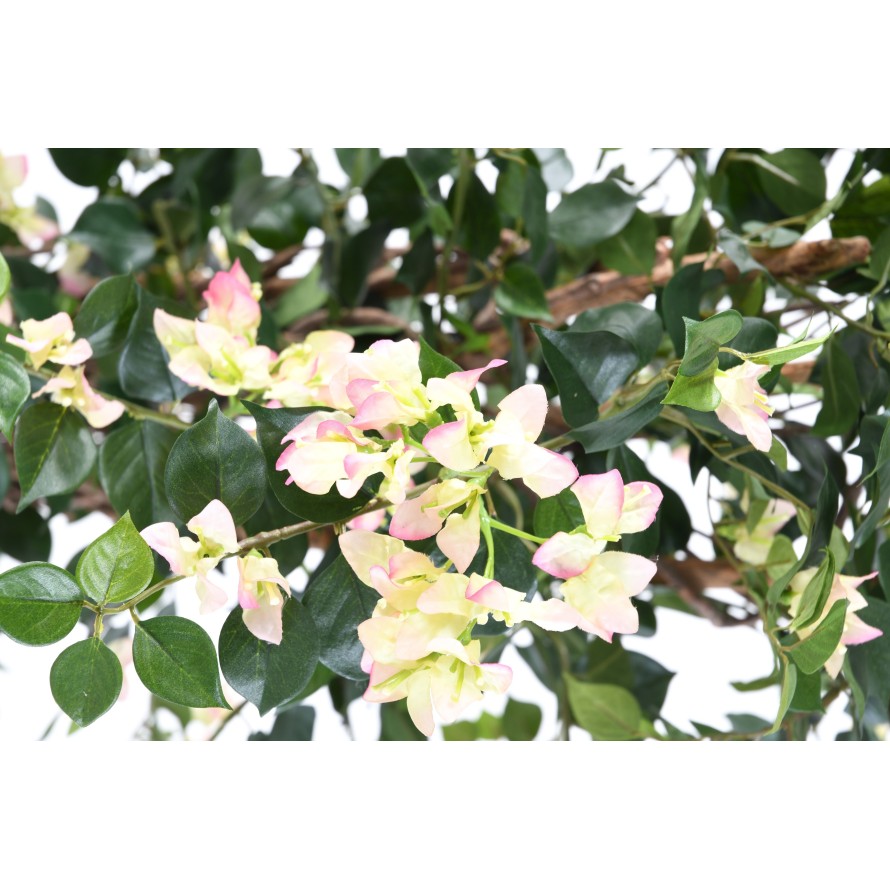 BOUGAINVILLEA (Drillingsblume) NEW LIANES