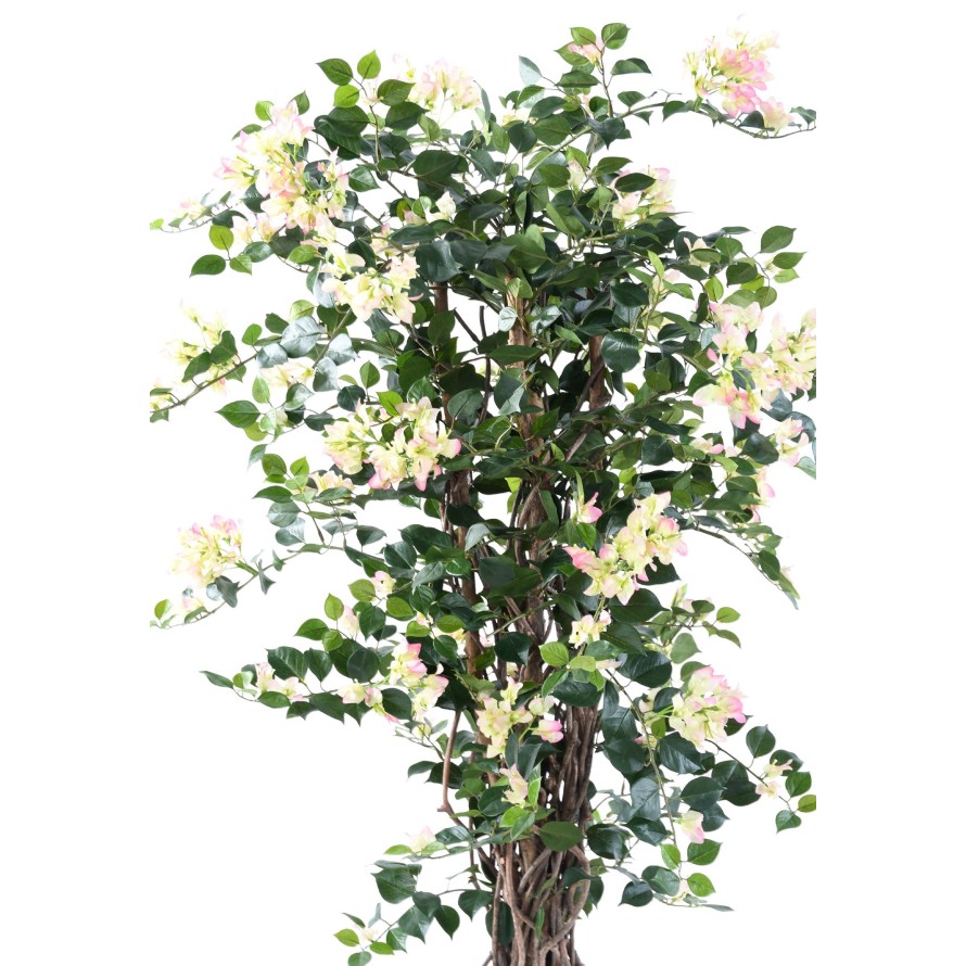 BOUGAINVILLEA (Drillingsblume) NEW LIANES