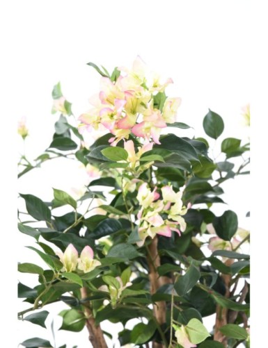 BOUGAINVILLEA (Drillingsblume) NEW LIANES