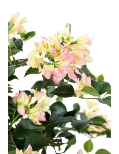 BOUGAINVILLEA (Drillingsblume) NEW LIANES