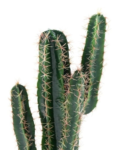 KAKTUS CEREUS