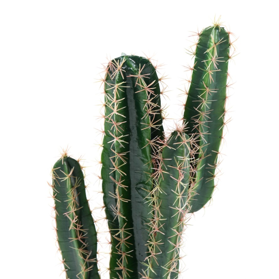 KAKTUS CEREUS