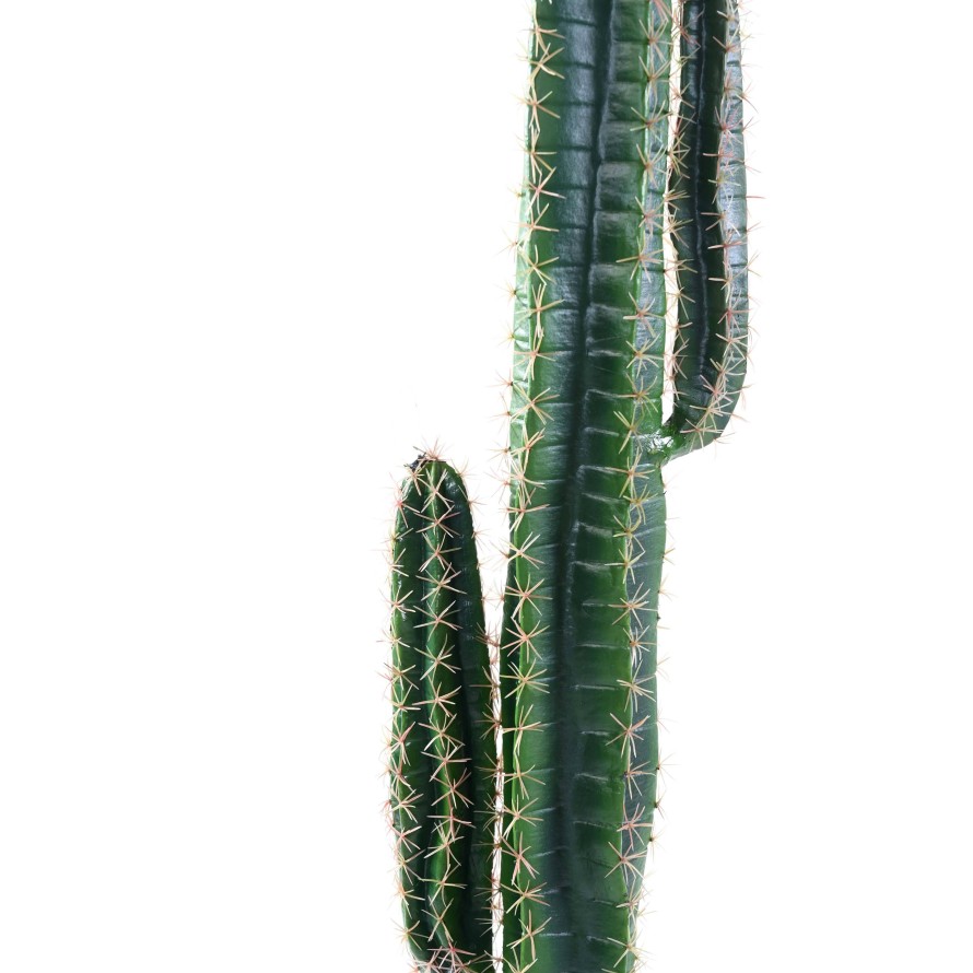 KAKTUS CEREUS