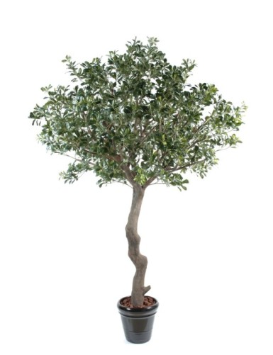 PITTOSPORUM BAUM