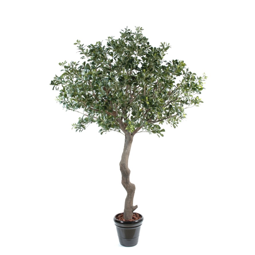 PITTOSPORUM ÁRBOL