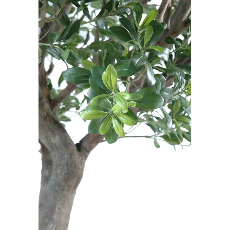 PITTOSPORUM BAUM