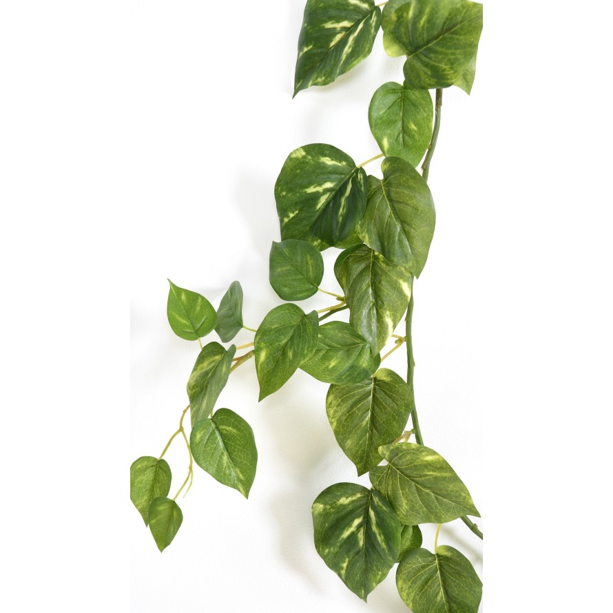 POTHOS GIRLANDE *68