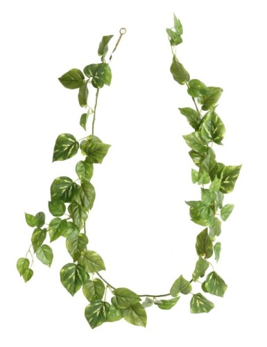 POTHOS GUIRNALDA *68