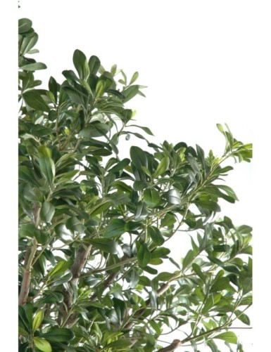 PITTOSPORUM ÁRBOL