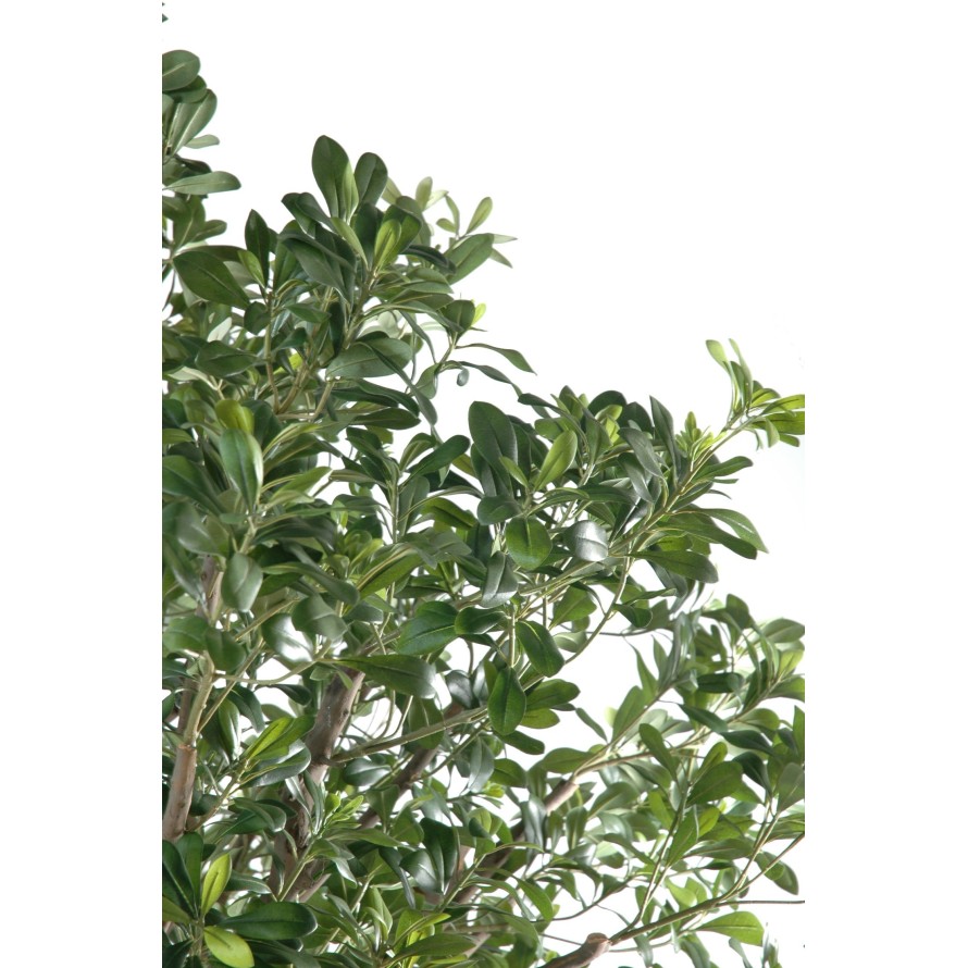 PITTOSPORUM BAUM