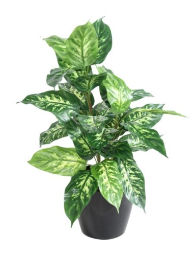 DIEFFENBACHIA *28