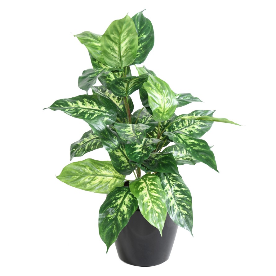 DIEFFENBACHIA *28