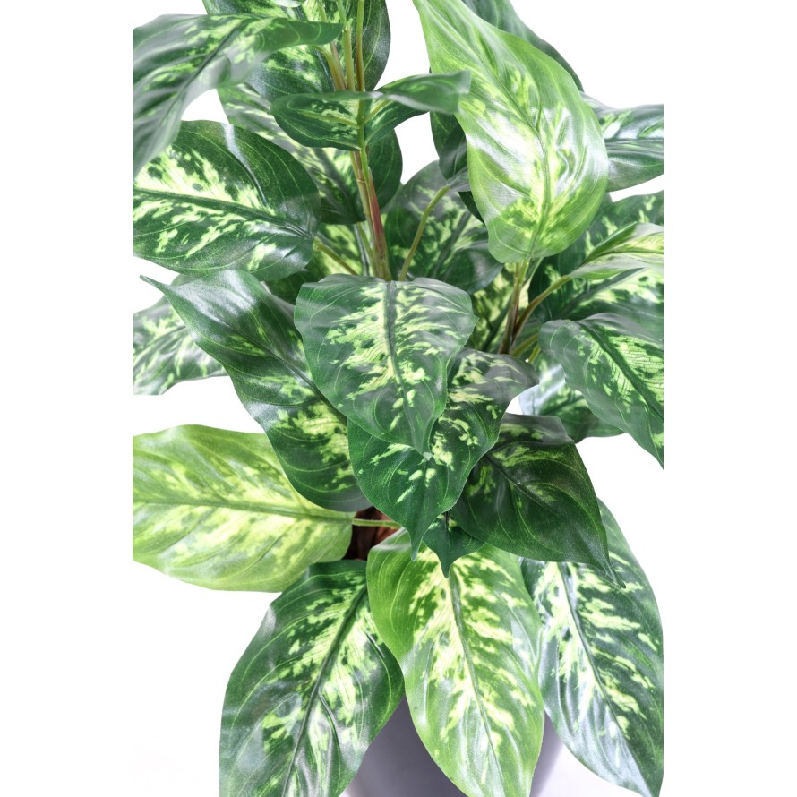 DIEFFENBACHIA *28