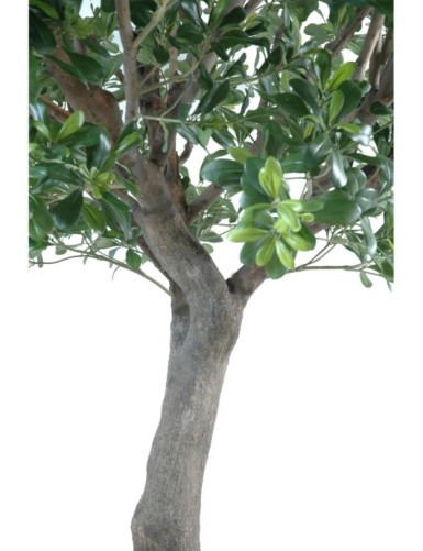 PITTOSPORUM BAUM