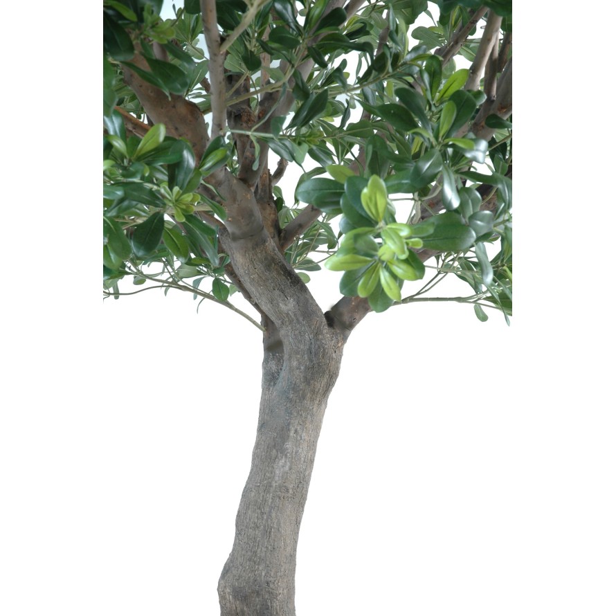 PITTOSPORUM ÁRBOL