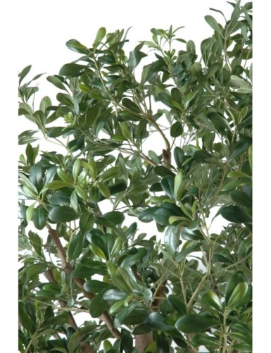 PITTOSPORUM BAUM