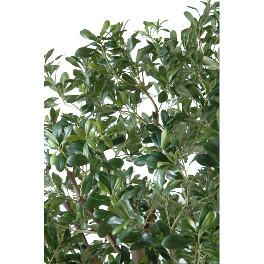 PITTOSPORUM BAUM