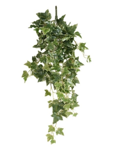 HIEDRA HOLANDESA COLGANTE