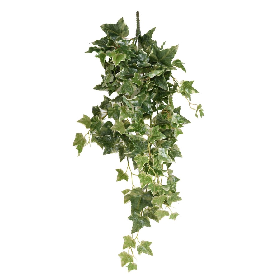 HIEDRA HOLANDESA COLGANTE