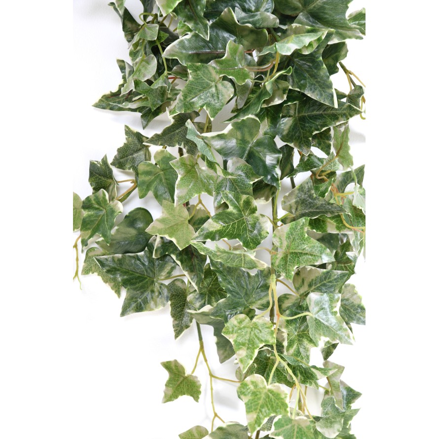 HIEDRA HOLANDESA COLGANTE