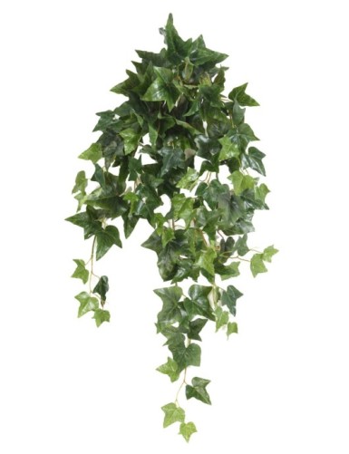 HIEDRA INGLESA COLGANTE